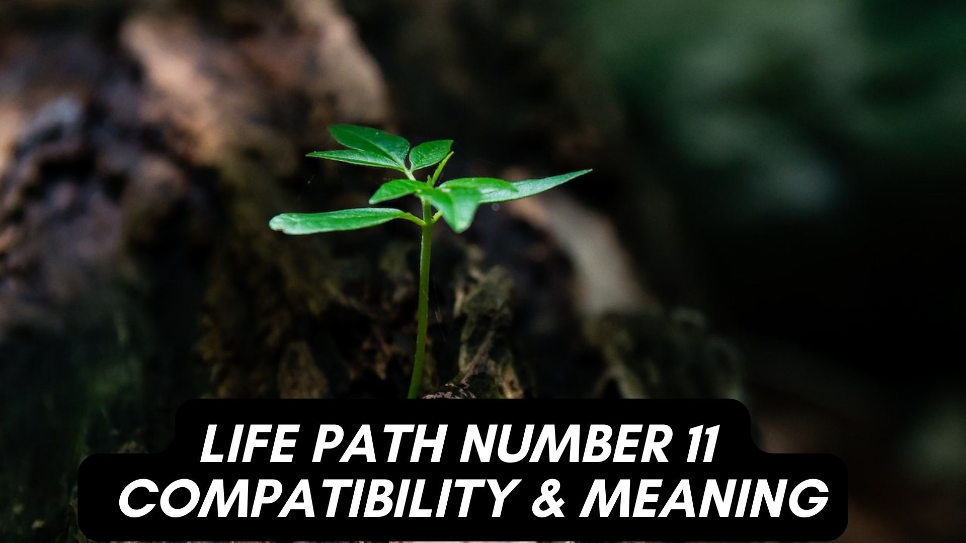 Life Path Number 11 - Compatibility & Meaning