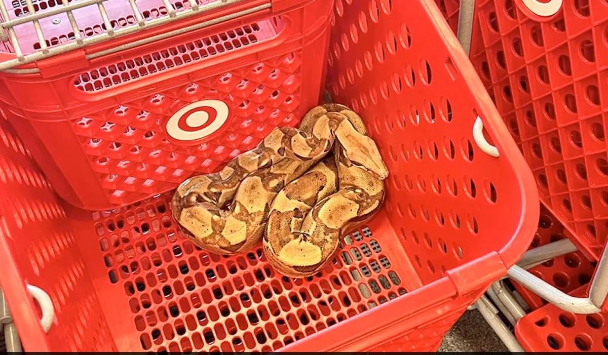 Customers Shocked To Find Huge Snake In Shopping Cart